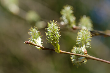 Makro von blühenden Weidenkätzchen (lat.: salix) freigestellt vor einem natürlichen Hintergrund