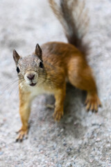 squirrel close up view