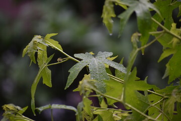 rain drops on the leaves