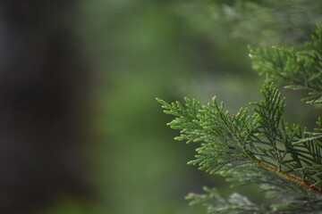 pine needles