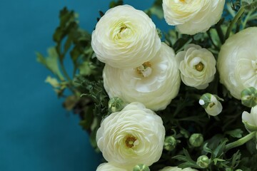 Fototapeta na wymiar White Ranunculus flower.buttercup flowers.White ranunculus flowers on a blue background.Floral card with spring flowers.Wedding day, mother's day and women's day.