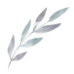 Drawing of watercolor branches isolated on white background. Botanical illustration for your design.
