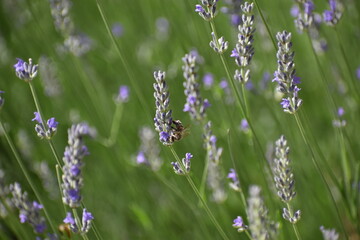 Bee while doing its work :)