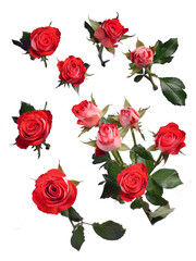 Red roses blossoms isolated on white background