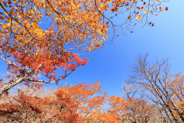 大台ヶ原の紅葉　奈良県　Autumn leaves in Oodaigahara Nara-ken