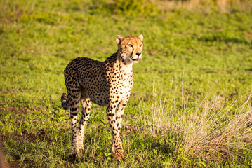 Cheetah in the grass