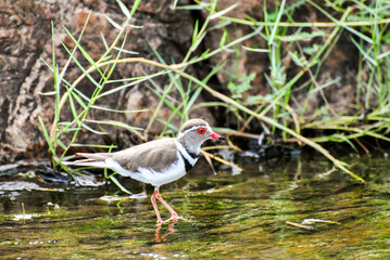 Fototapeta premium Small water bird.