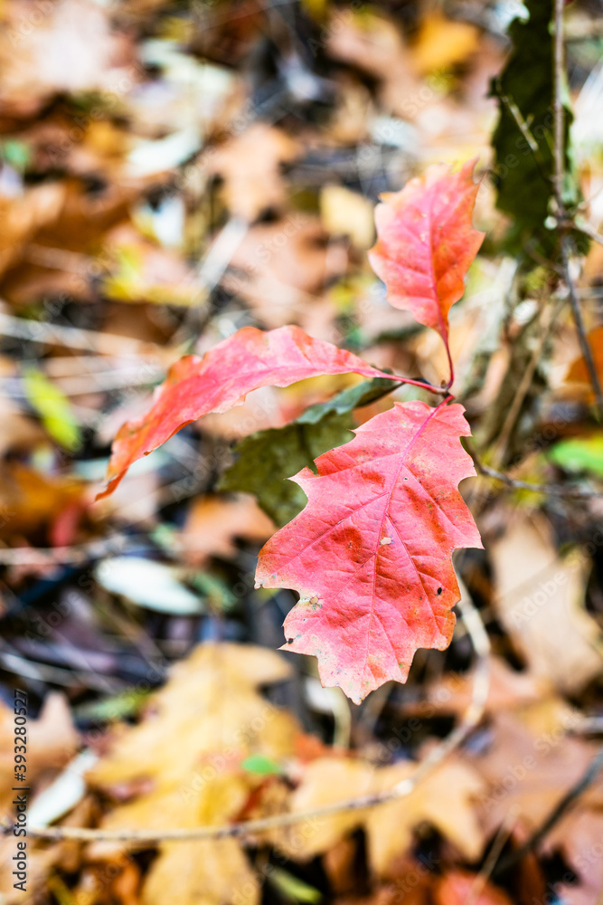 Wall mural wild oak sprout with red leaves close up on meadow with blurred background in forest on autumn day (