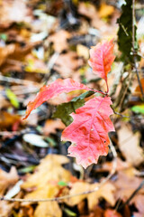 wild oak sprout with red leaves close up on meadow with blurred background in forest on autumn day (focus of the leaf on foreground)