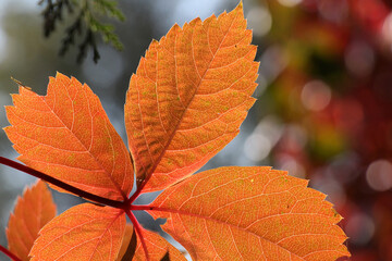 Tree leaves that change color in autumn. Colorful leaves in reverse light. Plant leaves to match the background.