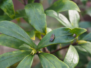 ナナホシテントウの幼虫