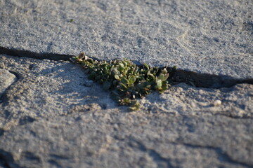 green moss on the stone