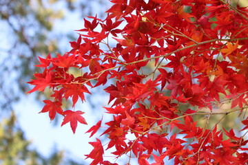 奈良公園の紅葉