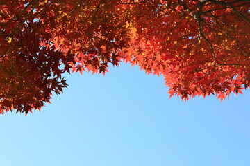 파란 하늘과 빨간 단풍