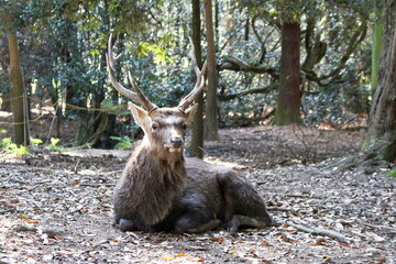 ボスの風格（奈良公園のシカ）	