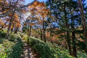秋の大台ヶ原　登山道　奈良県　Mt.Oodaigahara Trail Nara-ken