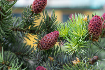 young red cones on spruce branches close-up
