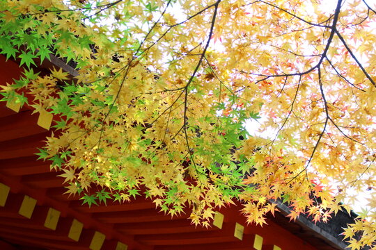 春日大社 Photos Royalty Free Images Graphics Vectors Videos Adobe Stock 春日大社 Photos Royalty Free Images Graphics Vectors Videos Adobe Stock