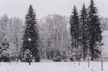 Empty road between snow covered trees in park. Calm winter landscape with a lot of snow. Beautiful winter background. 	