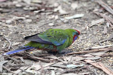 Juvenile Crimson Rosella (Platycercus elegans) sitting on the ground in Kennett River at the Great Ocean Road, Victoria, Australia.