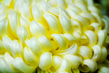 花菊のクローズアップ