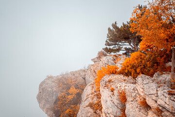orange lichen on the rocks
