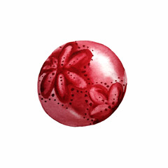 watercolor Christmas red ball on a spruce tree on a white background.The red ball can be used for the design of new year's posters, postcards, packaging, and textiles.