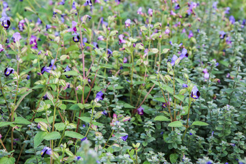 purple / violet flowers in field and blur background