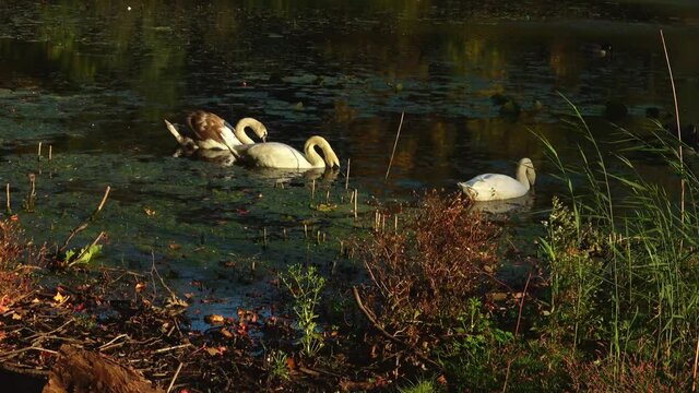Parent swans and 8 month old cygnet feeding on algae as sun sets on lake.