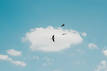 Sky and swallows