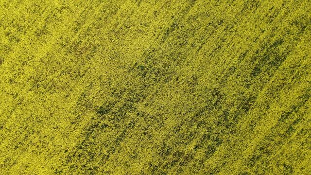 Aerial photography of a field with yellow flowers