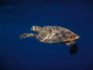 blue sea water and glowing hawksbill turtle in the sun