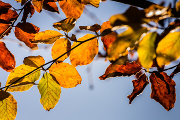 colorful glowing autumn leaves on a tree in the nature