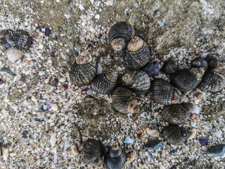 little seashell on the beach in egypt on vacation
