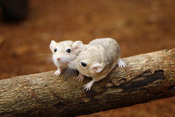 Fat tailed gerbil, cute animal