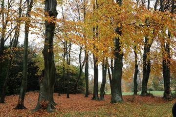 View of autumn or fall trees with yellow and orange foliage