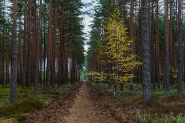small birch grown in a coniferous forest