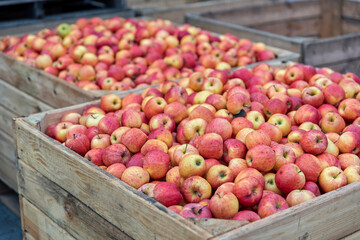 Wooden crates full of red ripe apples after harvest on apple farm, ready for juice press. Ecological agriculture concept