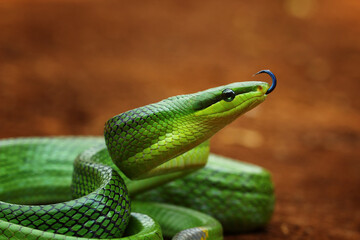close up of a green snake