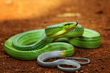 green snake, Gonyosoma oxycephalum, indonesian snake
