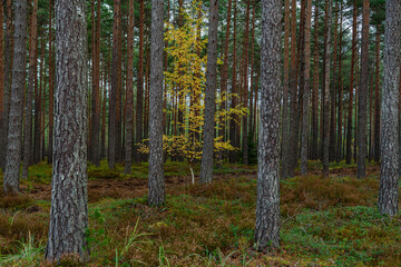 small birch grown in a coniferous forest