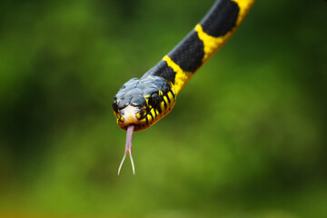 boiga dendrophila yellow ringed, indonesian snake