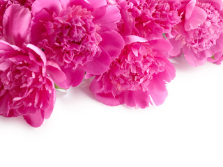 Beautiful pink peony flowers close up