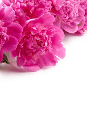 Pink peony flowers isolated on white background