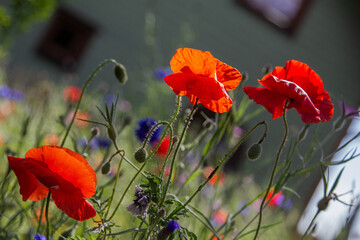 Fototapeta premium Mohn