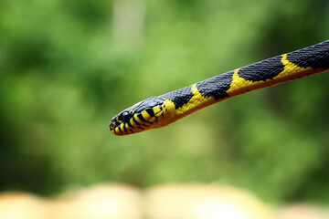 boiga dendrophila yellow ringed, indonesian snake