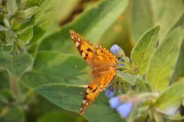 a butterfly sat on a blue flower looking for nectar