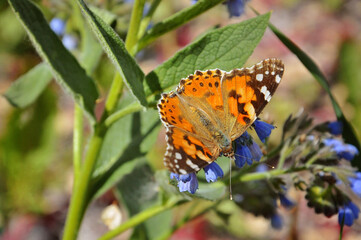 a butterfly sat on a blue flower looking for nectar