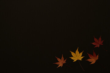 Autumn leaves on black background.