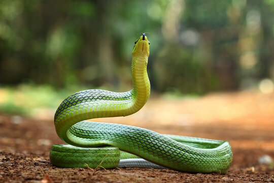 green snake, Gonyosoma oxycephalum, indonesian snake